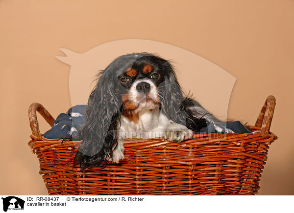 Cavalier im Krbchen / cavalier in basket / RR-08437