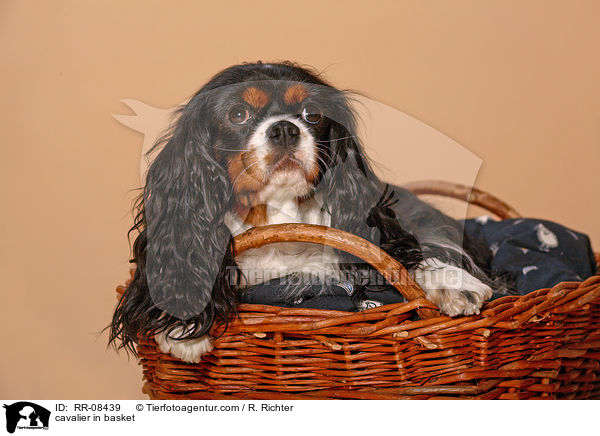 Cavalier im Krbchen / cavalier in basket / RR-08439