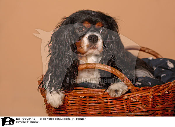 Cavalier im Krbchen / cavalier in basket / RR-08442