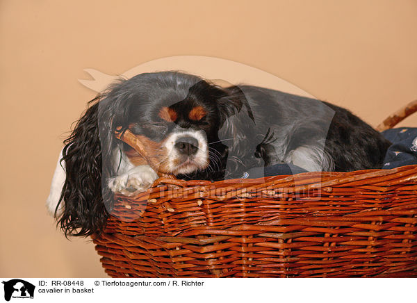 Cavalier im Krbchen / cavalier in basket / RR-08448