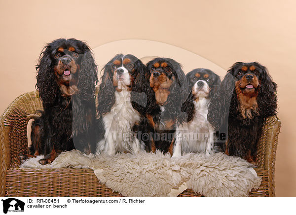 5 Cavaliere auf einer Bank / cavalier on bench / RR-08451