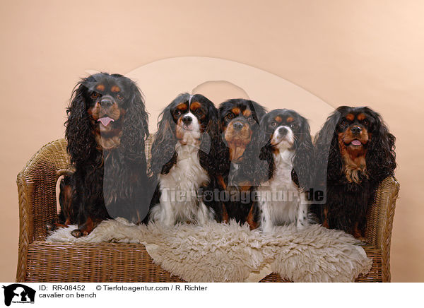 5 Cavaliere auf einer Bank / cavalier on bench / RR-08452