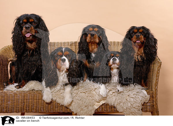 5 Cavaliere auf einer Bank / cavalier on bench / RR-08453
