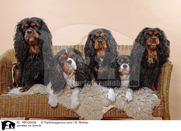 5 Cavaliere auf einer Bank / cavalier on bench / RR-08456