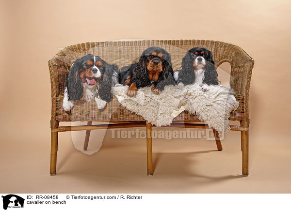 3 Cavaliere auf einer Bank / cavalier on bench / RR-08458