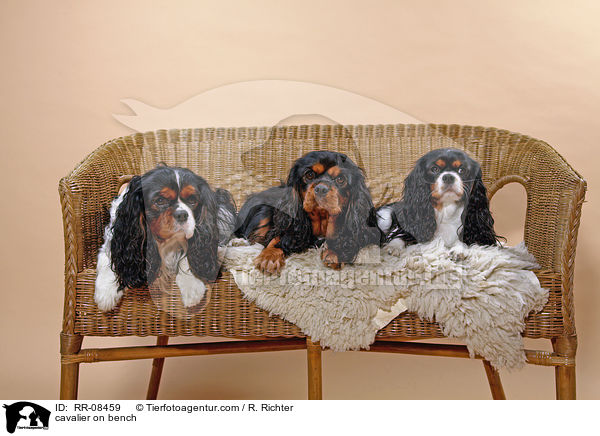 3 Cavaliere auf einer Bank / cavalier on bench / RR-08459
