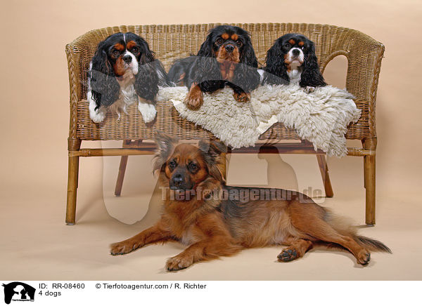 4 Hunde / 4 dogs / RR-08460