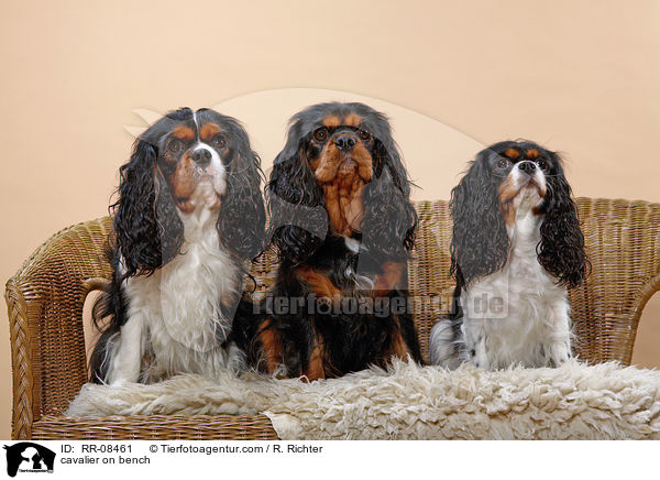 3 Cavaliere auf einer Bank / cavalier on bench / RR-08461
