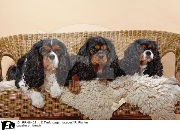 3 Cavaliere auf einer Bank / cavalier on bench / RR-08463