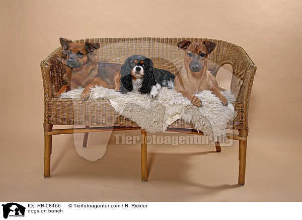 3 Hunde auf einer Bank / dogs on bench / RR-08466