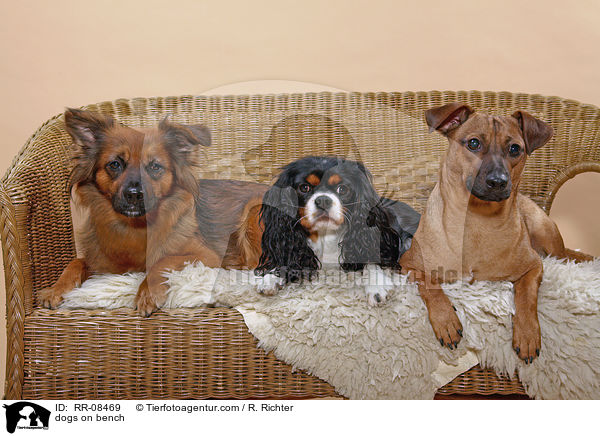 3 Hunde auf einer Bank / dogs on bench / RR-08469