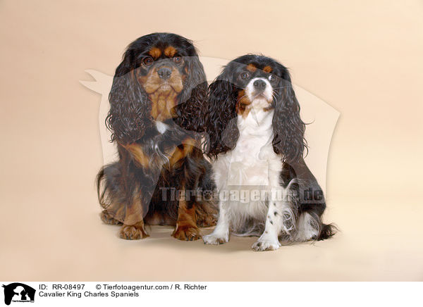 Cavalier King Charles Spaniels / Cavalier King Charles Spaniels / RR-08497
