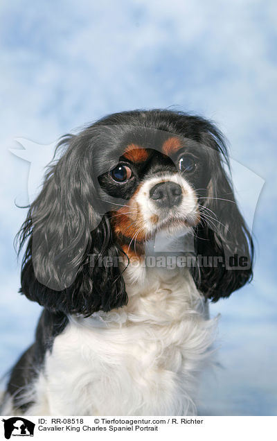Cavalier King Charles Spaniel Portrait / Cavalier King Charles Spaniel Portrait / RR-08518