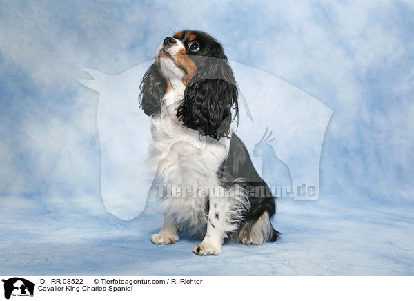 Cavalier King Charles Spaniel / Cavalier King Charles Spaniel / RR-08522