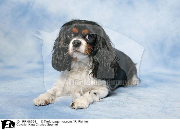 Cavalier King Charles Spaniel / Cavalier King Charles Spaniel / RR-08524
