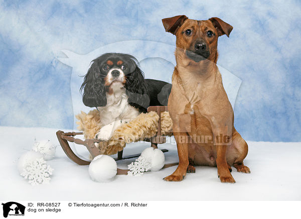Hund auf Schlitten / dog on sledge / RR-08527