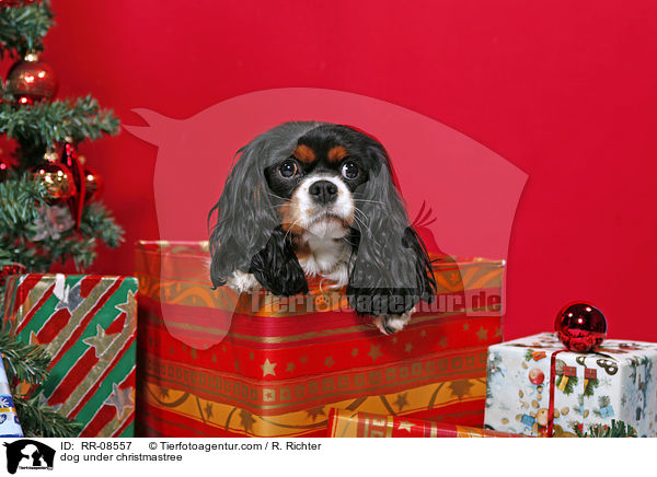 dog under christmastree / RR-08557