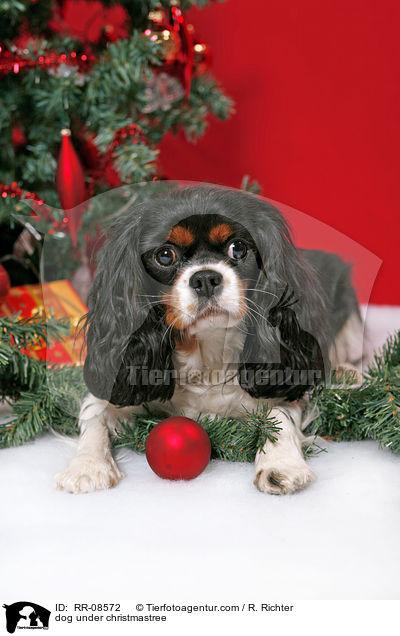 Hund unterm Weihnachtsbaum / dog under christmastree / RR-08572