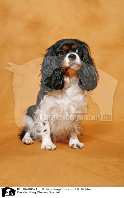 Cavalier King Charles Spaniel / Cavalier King Charles Spaniel / RR-08574