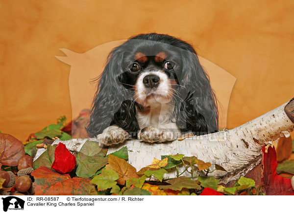 Cavalier King Charles Spaniel / Cavalier King Charles Spaniel / RR-08587