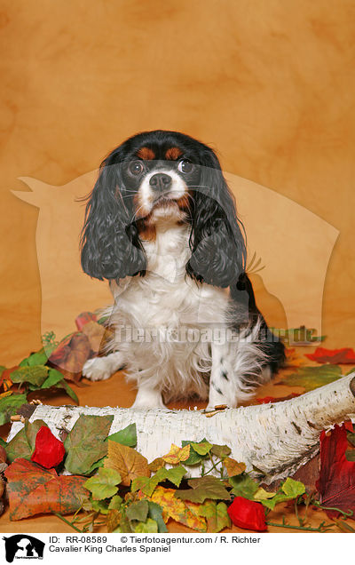 Cavalier King Charles Spaniel / Cavalier King Charles Spaniel / RR-08589