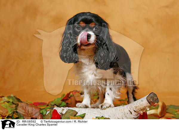 Cavalier King Charles Spaniel / Cavalier King Charles Spaniel / RR-08592