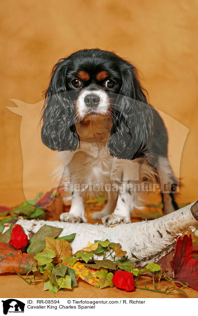 Cavalier King Charles Spaniel / Cavalier King Charles Spaniel / RR-08594