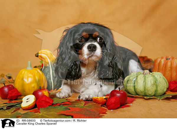 Cavalier King Charles Spaniel / Cavalier King Charles Spaniel / RR-08600