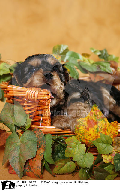 Cavalier Welpe im Krbchen / puppy in basket / RR-10327