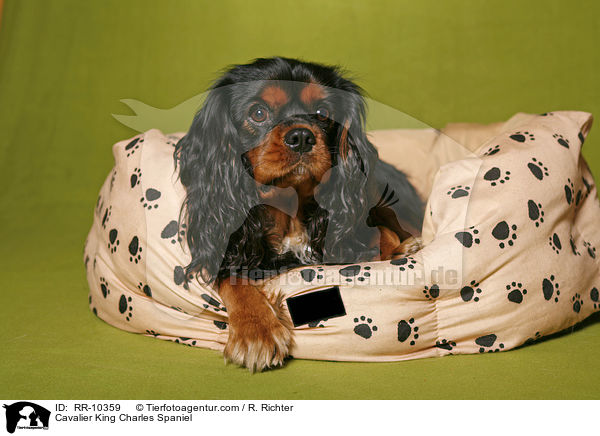 Cavalier King Charles Spaniel / Cavalier King Charles Spaniel / RR-10359