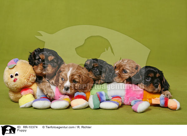 Puppy / RR-10374