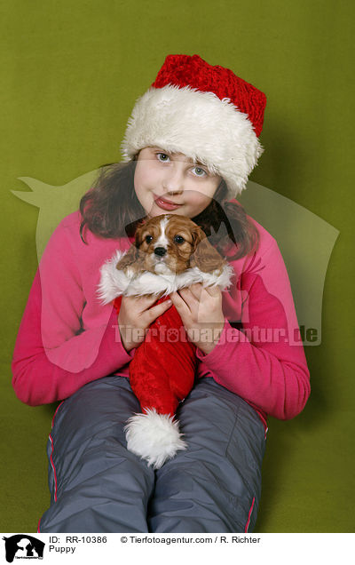 Cavalier King Charles Spaniel Welpe / Puppy / RR-10386