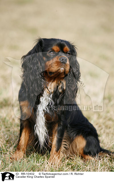 Cavalier King Charles Spaniel / Cavalier King Charles Spaniel / RR-10402