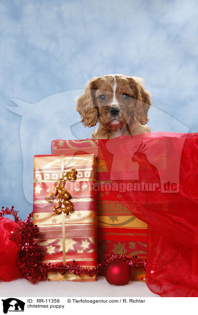Weihnachten Welpe / christmas puppy / RR-11358