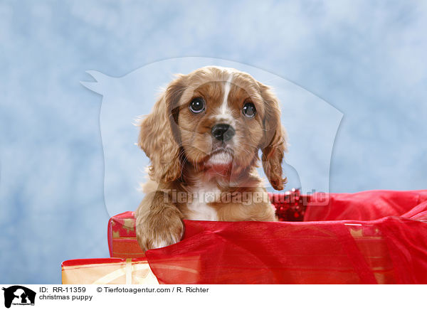 Weihnachten Welpe / christmas puppy / RR-11359
