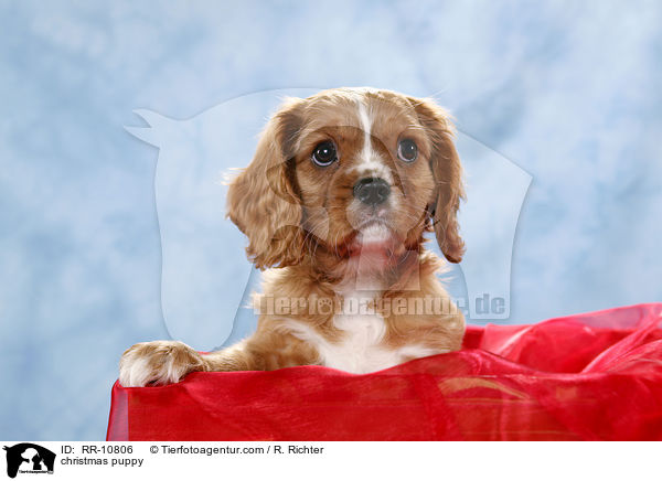 Weihnachten Welpe / christmas puppy / RR-10806