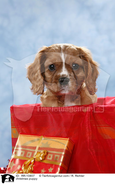 Weihnachten Welpe / christmas puppy / RR-10807