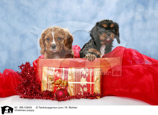 Weihnachten Welpe / christmas puppy / RR-10809