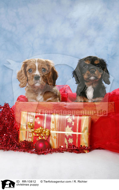 Weihnachten Welpe / christmas puppy / RR-10812