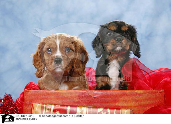 Weihnachten Welpe / christmas puppy / RR-10813