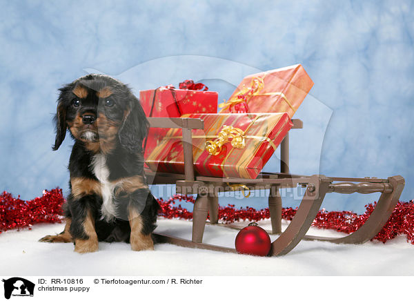 Weihnachten Welpe / christmas puppy / RR-10816