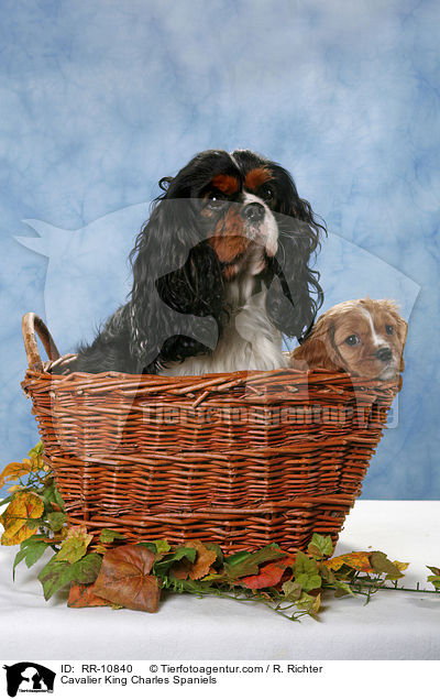 Cavalier King Charles Spaniels / Cavalier King Charles Spaniels / RR-10840
