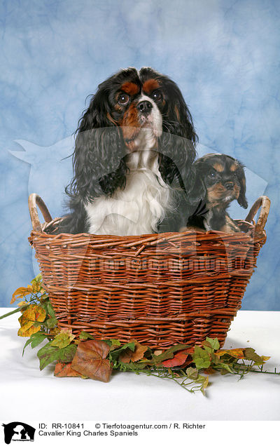 Cavalier King Charles Spaniels / Cavalier King Charles Spaniels / RR-10841