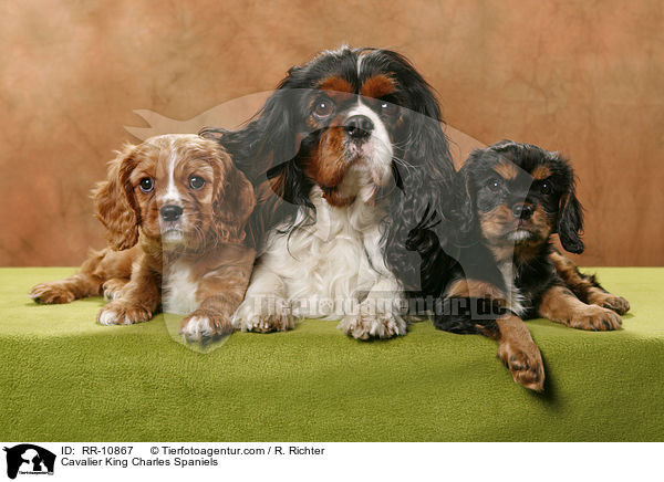 Cavalier King Charles Spaniels / Cavalier King Charles Spaniels / RR-10867
