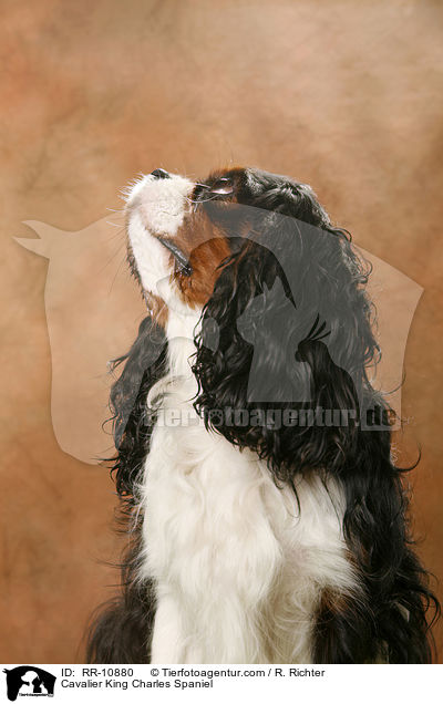 Cavalier King Charles Spaniel / Cavalier King Charles Spaniel / RR-10880