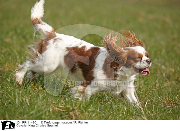 Cavalier King Charles Spaniel / RR-11430