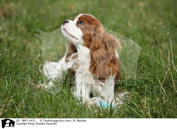 Cavalier King Charles Spaniel / RR-11431