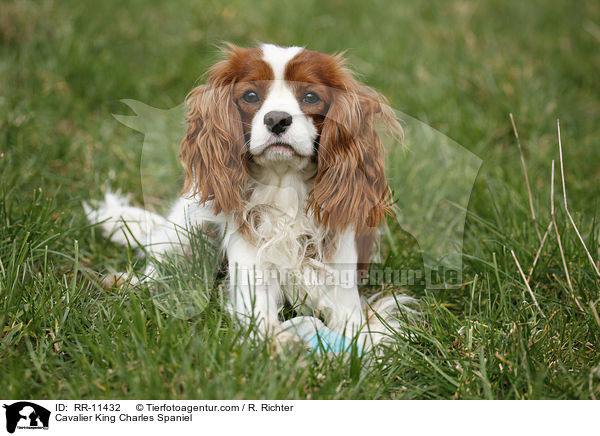 Cavalier King Charles Spaniel / RR-11432