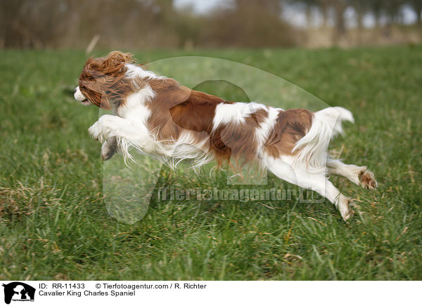 Cavalier King Charles Spaniel / RR-11433