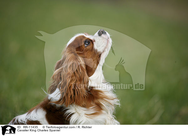 Cavalier King Charles Spaniel / RR-11435